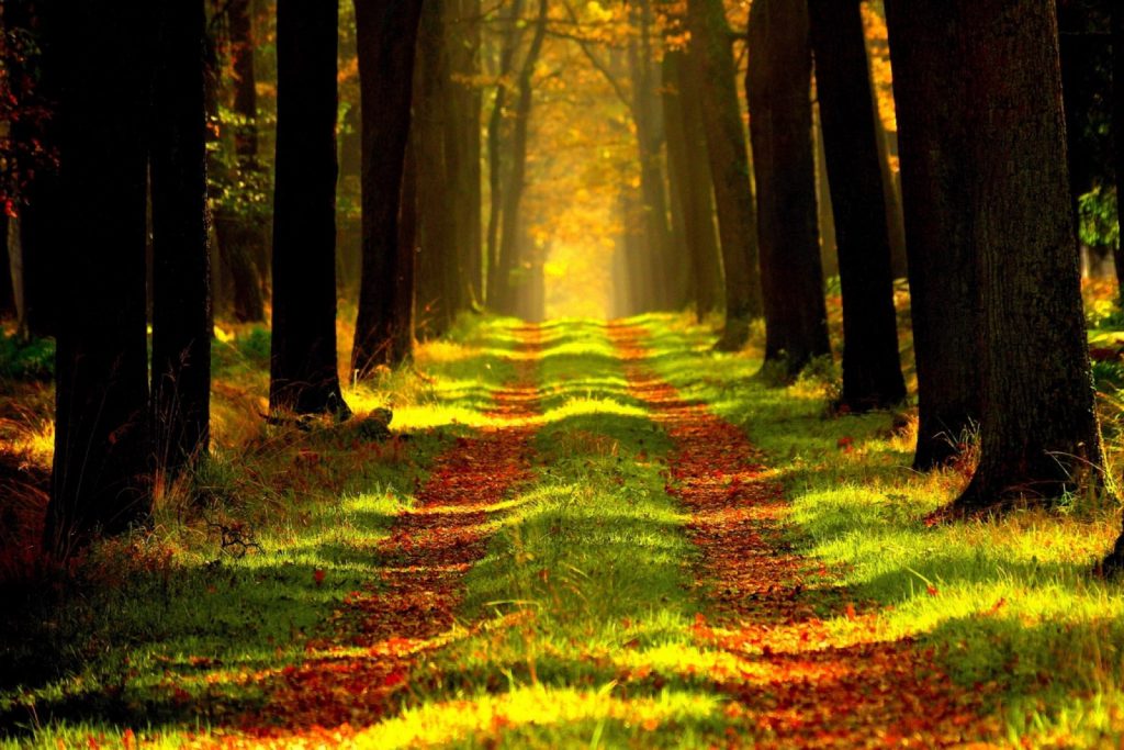 Un chemin bordé d’arbres menant vers la lumière — image d’illustration