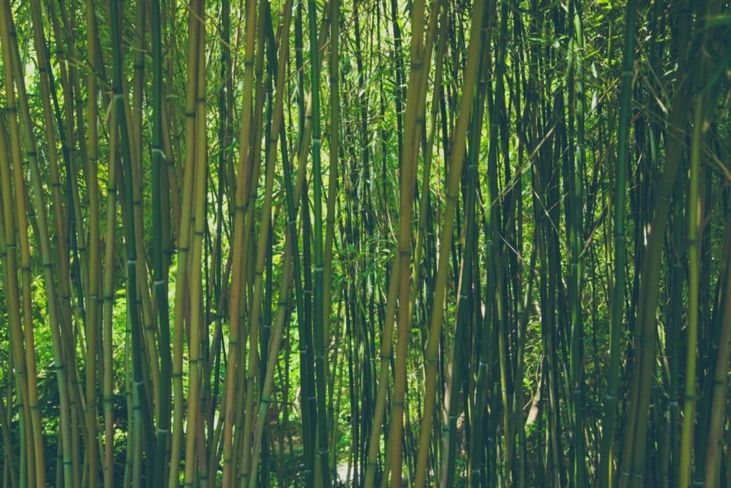 Forêt de bambous — souple et solide à la fois